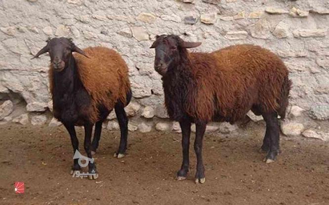 گوسفند زنده در گروه خرید و فروش ورزش فرهنگ فراغت در تهران در شیپور-عکس1