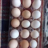 تخم مرغ محلی تازه‌