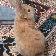 خرگوش لوپ زیبا وسالم