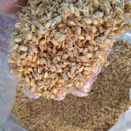 جوانه گندم خشک در گروه خرید و فروش خدمات و کسب و کار در فارس در شیپور-عکس1