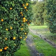 باغ پرتقال