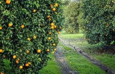 باغ پرتقال