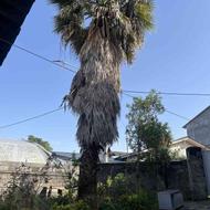 درخت پالم ده متری قطور در عباس اباد
