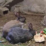 دو خرگوش نر و ماده بالغ