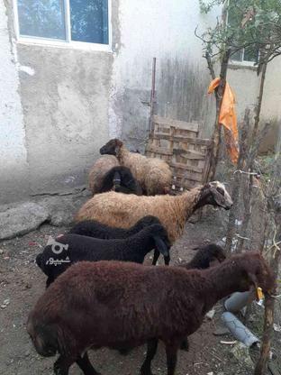 بره دار گوسفند میش قوچ خریدارم در گروه خرید و فروش ورزش فرهنگ فراغت در مازندران در شیپور-عکس1