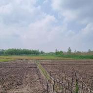 زمین کشاورزی واقع در بیج