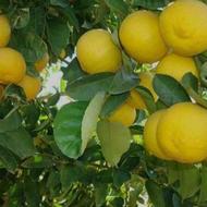 نهال لیمو شیرین بدون تیغ