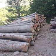 خرید چوب صنوبر و پرتغال و اوکالیپتوس و ریشه و آزاد