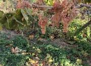 5000متر باغ انگور سند ششدانگ در تاکستان