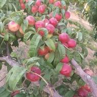 فروش 1000 متر باغ انگور در تاکستان