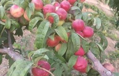 فروش 1000 متر باغ انگور در تاکستان