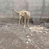 سگ عراقی 12ماهه واگذاری