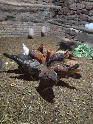 مرغ و خروس در گروه خرید و فروش ورزش فرهنگ فراغت در زنجان در شیپور-عکس1