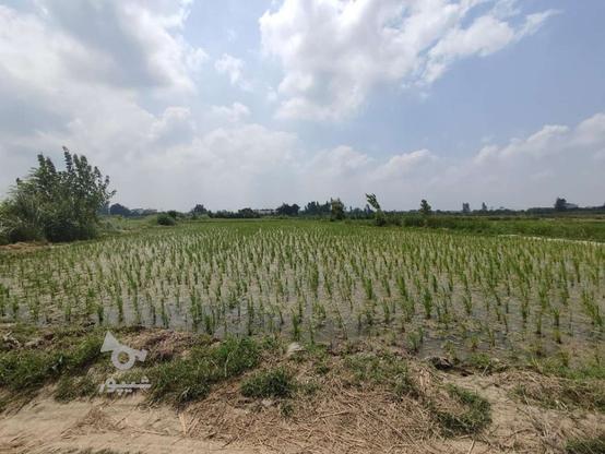 زمین کشاورزی آینده دار در گروه خرید و فروش املاک در مازندران در شیپور-عکس1