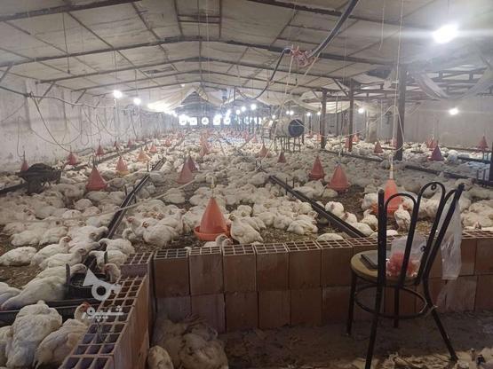 فروش مرغداری مجوز5000تایی افزایش سازه به 15000 تایی در گروه خرید و فروش املاک در گلستان در شیپور-عکس1