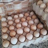 تخم مرغ تازه نطفه دار
