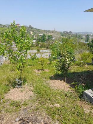 فروش زمین باغی در گروه خرید و فروش املاک در مازندران در شیپور-عکس1