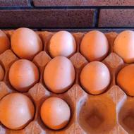 تخم مرغ نطفه دار بالای 95 درصد