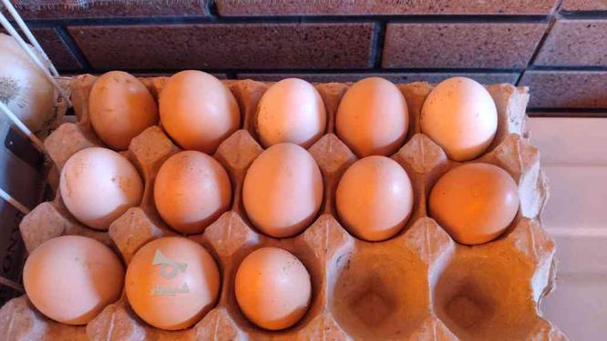 تخم مرغ نطفه دار بالای 95 درصد در گروه خرید و فروش ورزش فرهنگ فراغت در مازندران در شیپور-عکس1