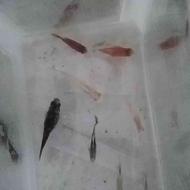 ماهی مولی گوپی پلاتی قرمز و بچه پلاتی و گوپی