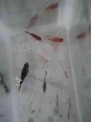 ماهی مولی گوپی پلاتی قرمز و بچه پلاتی و گوپی در گروه خرید و فروش ورزش فرهنگ فراغت در خراسان جنوبی در شیپور-عکس1