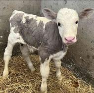 فروش گاو سیمینتال با گوساله نر نژاد دار