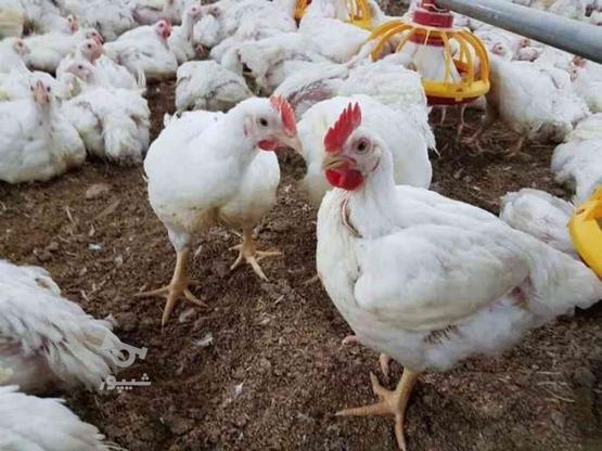 کود مرغی درجه یک، کیسه ای بدون واسطه تحویل در محل شما در گروه خرید و فروش صنعتی، اداری و تجاری در مازندران در شیپور-عکس1