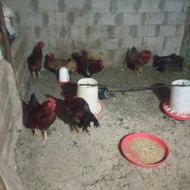 فروش انواع مرغ طبیعی،تخمی وگوشتی