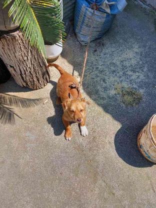 واگذاری سگ پامرین 3ماهه در گروه خرید و فروش ورزش فرهنگ فراغت در مازندران در شیپور-عکس1