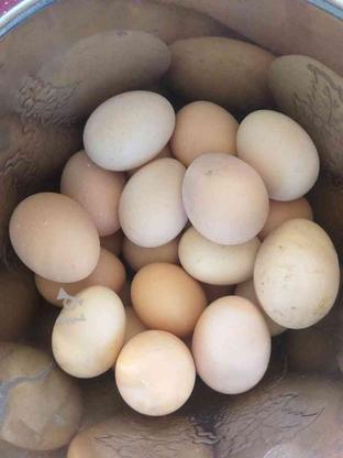 تخم مرغ محلی تاره در گروه خرید و فروش ورزش فرهنگ فراغت در آذربایجان شرقی در شیپور-عکس1