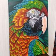 تابلو نقاشی طوطی