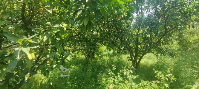 زمین باغی،کشاورزی قیمت پایین در گروه خرید و فروش املاک در مازندران در شیپور-عکس1