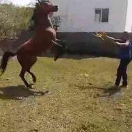 اسب نریون رقاس پا میکوبع 5ساله سواری یورقه