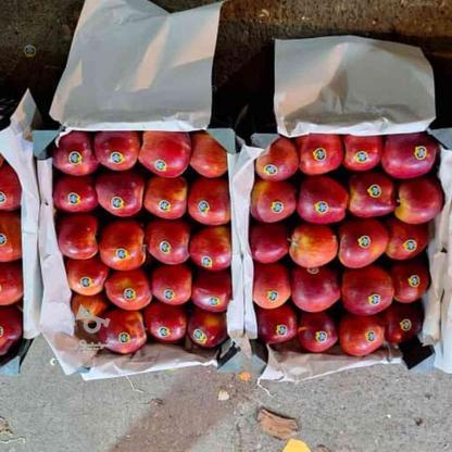 سیب قرمز استخوانی بدون شکرک در گروه خرید و فروش خدمات و کسب و کار در آذربایجان غربی در شیپور-عکس1