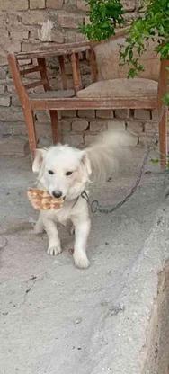 سگ ماده یک ساله سفید پا کوتاه واگذاری در گروه خرید و فروش ورزش فرهنگ فراغت در تهران در شیپور-عکس1