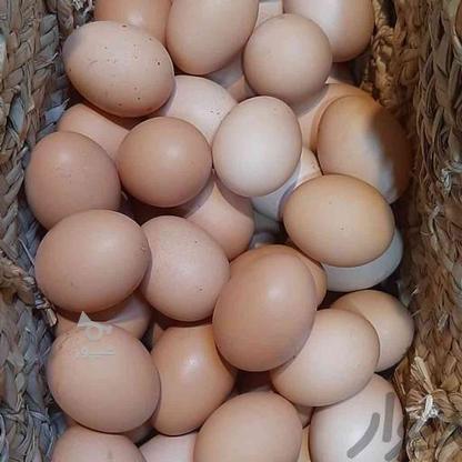 تخم مرغ محلی تازه در گروه خرید و فروش ورزش فرهنگ فراغت در مازندران در شیپور-عکس1