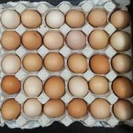 تخم مرغ محلی ارگانیک