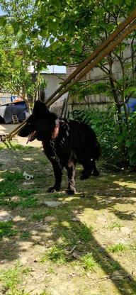 سگ ژرمن بلک اصل واگذاری در گروه خرید و فروش ورزش فرهنگ فراغت در مازندران در شیپور-عکس1