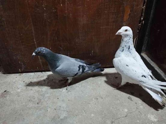 کبوتر بغدادی و اردک خارجی در گروه خرید و فروش ورزش فرهنگ فراغت در مازندران در شیپور-عکس1
