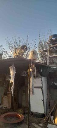 واگذاری سگ.......... در گروه خرید و فروش ورزش فرهنگ فراغت در کردستان در شیپور-عکس1