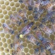 خریدار کندو زنبور عسل 10 قابی هستم