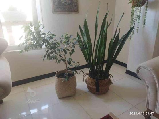 گل سانسوریا ، درختچه بنجامین سبز در گروه خرید و فروش لوازم خانگی در مازندران در شیپور-عکس1