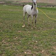 اسب سفید عرب