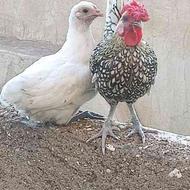 یک جفت مرغ و خروس مینیاتوری و سیبرایت یه جفت مرغ و خروس پاپر