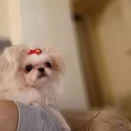 سگ شیتزو نر 5ماهه مینیاتوری واگذار