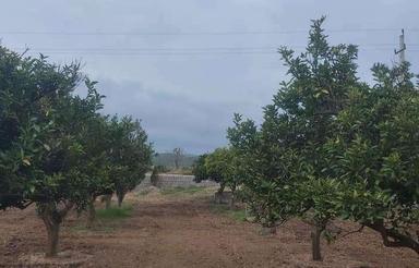 باغ تامسون 3300 متر در هولا