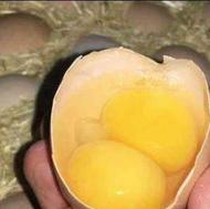تخم مرغ رسمی محلی 2 زرده