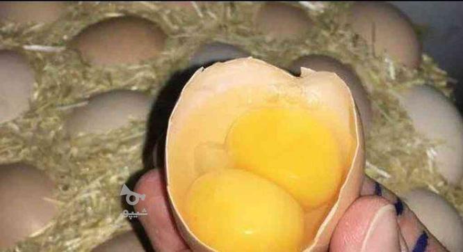 تخم مرغ رسمی محلی 2 زرده در گروه خرید و فروش خدمات و کسب و کار در یزد در شیپور-عکس1