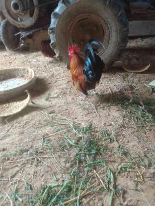 مرغ میناتوری با خروس در گروه خرید و فروش ورزش فرهنگ فراغت در مازندران در شیپور-عکس1