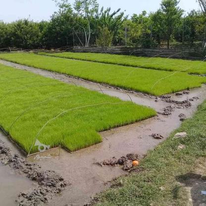 بذر آماده به نشادستگاه جویبار در گروه خرید و فروش صنعتی، اداری و تجاری در مازندران در شیپور-عکس1